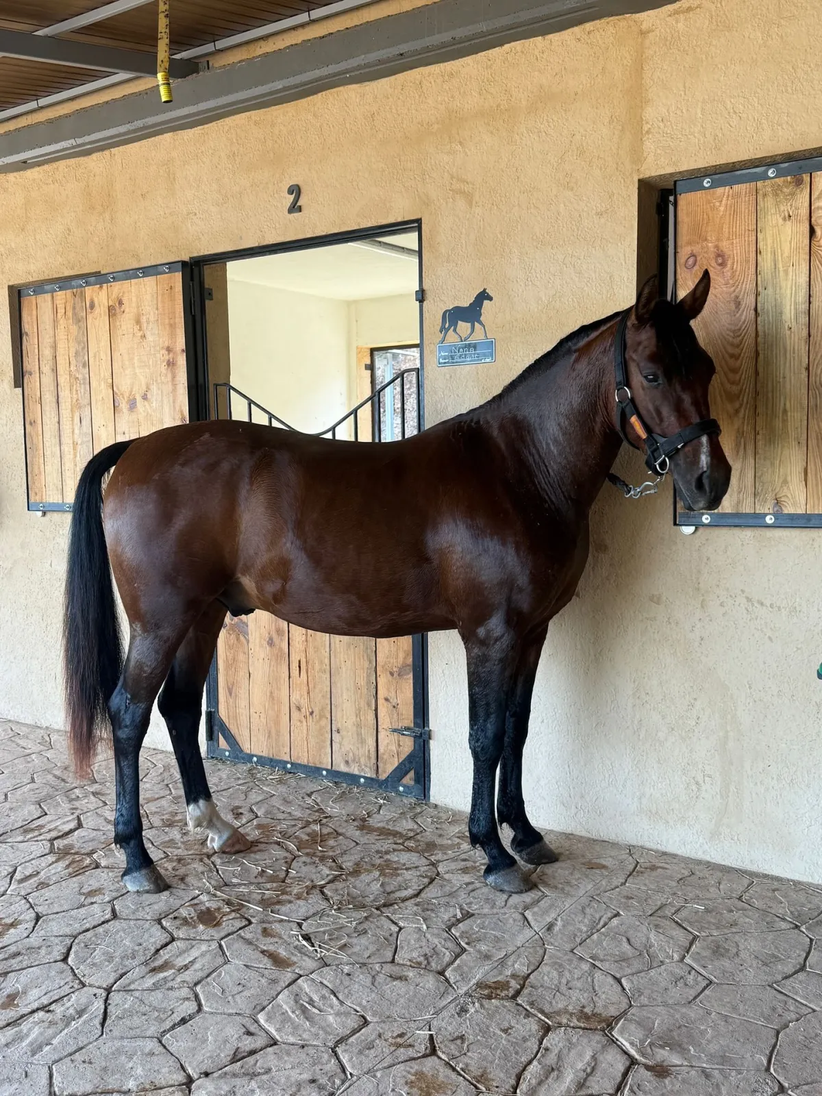 Caballos en NA STABLOS