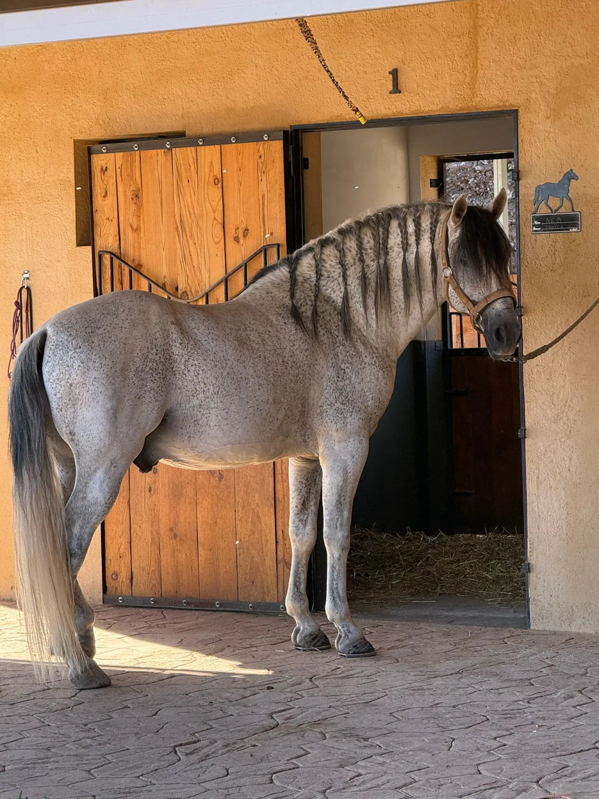 Caballo en el establo