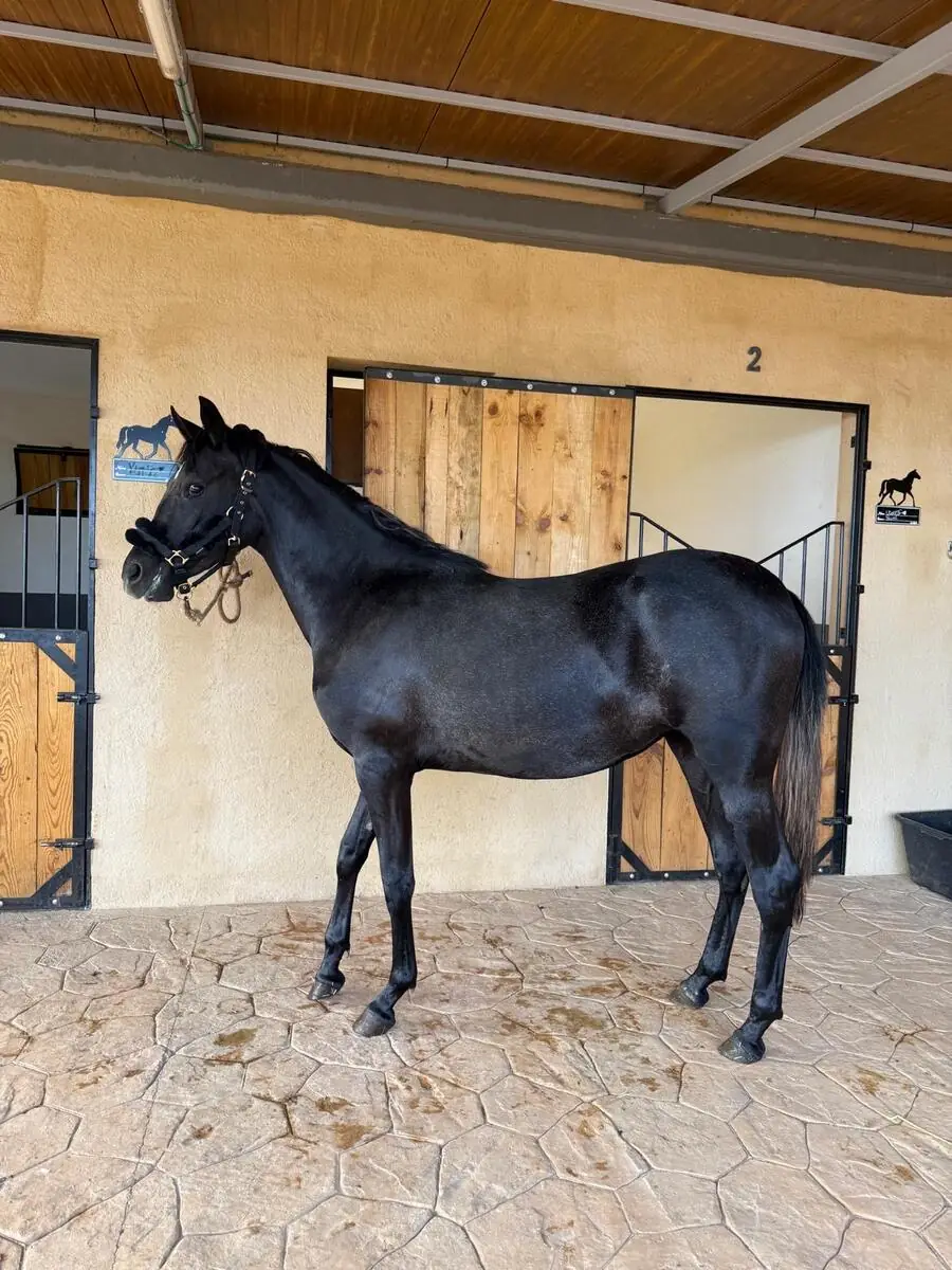 Caballo en NA STABLOS